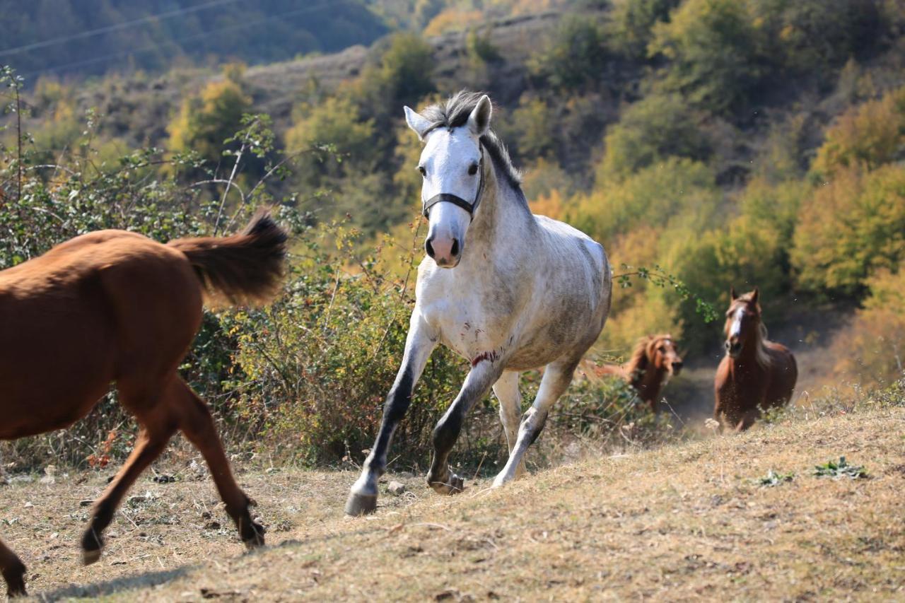 Lost Ridge Inn, Brewery & Ranch Sighnaghi Esterno foto